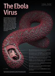 June 12, 2018 by sagar aryal ebola virus are generally approximately 80 nm in diameter, 970 nm long. Visual Science S Ebolavirus 3d Model Is 10 Times More Complex Than Their Hiv Model