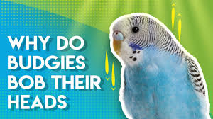 Can somebody have a look at my new budgie and tell me what it is? Youtube Budgie World