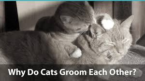 Match the beginning of each sentence with its ending. Why Do Cats Lick And Groom Each Other