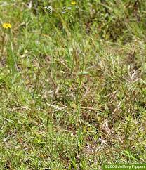 Image result for Buchnera candida