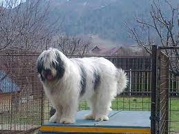 Doresti sa salvezi aceste criterii de cautare? Rarau Ciobanesc Mioritic Cristeaalexandru Unusual Dog Breeds Animals And Pets Dogs