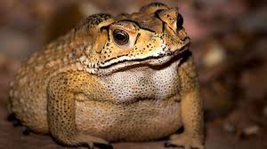 Toxic Toads Could Devastate Madagascars Biodiversity