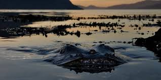 We did not find results for: Dracul De Mare Cel Mai InfricoÈÄtor PeÈte Din Marea NeagrÄ