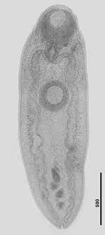 Redalyc.The role of Phyllocaulis variegatus (Mollusca: Veronicellidae)in  the transmission of digenean parasites