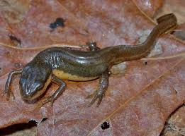 Image result for Dinebra caudata