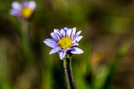 Image result for Hesperantha longicollis