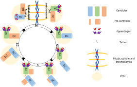 Image result for Centrostigma