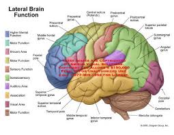 Areas Of The Brain By Function Brain Diagram Brain Pictures Brain Mapping