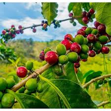 Image result for Coffea