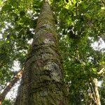 Image result for Aneulophus