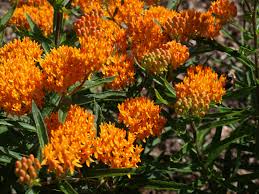 Butterfly weed is herbaceous plant that belongs to the dogbane family. Butterfly Weed Home Garden Information Center