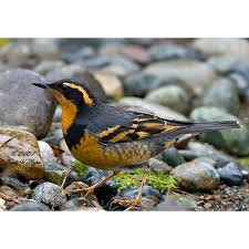 Orange Birds Of Western Washington Birdweb Larger Image Kinds Of Birds Alpine Forest Winter Bird
