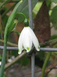 Legenda MÄƒrÅ£isorului Sinziene