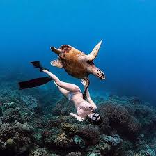Pin By 1 386 290 6425 On Sea Turtle Underwater Life Underwater Pictures Underwater