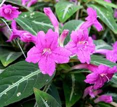 Image result for Ruellia praetermissa