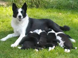 Image result for karelský medvědí pes