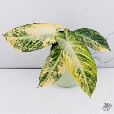 Image result for Zanthoxylum lindense