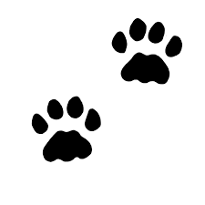 2pair realistic 3d hd print cat paw socks. Real Cat Paw Print Online