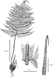 Image result for Ctenitis