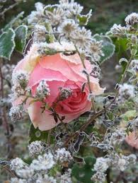 Le Blog Le Jardin De Berthille Belles Fleurs Belle Rose Offrir Des Fleurs