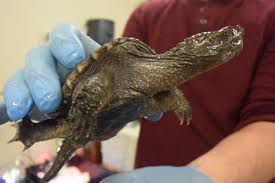It is the biggest freshwater turtle in the southeastern united states and is also one of the heaviest turtles in the world having been recently outweighed by the hoen. Baby Snapping Turtles To Spend Winter Indoors Waiting For Spring New England Wildlife Center