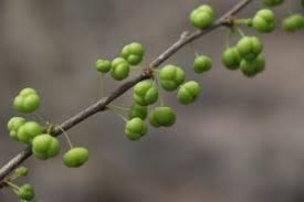 Image result for Adenostemma afrum