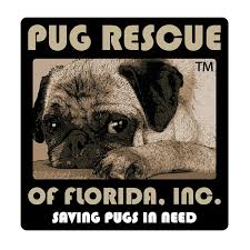 Pets For Adoption At Pug Rescue Of Florida Inc In Windermere Fl Petfinder