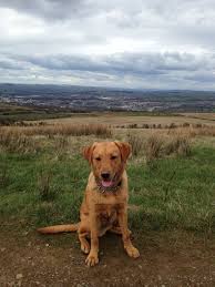 Fox red and yellow labrador puppies for sale. Hector The Fox Red Labrador At 7months Red Labrador Fox Red Labrador Dogs And Puppies