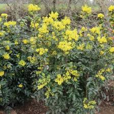 Image result for Macledium plantaginifolium