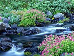 1500x500px Free Download Hd Wallpaper Stream Water Beauty In Nature Plant Flower Rock No People Wallpaper Flare