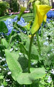 Keep your indoor calla lilies continually moist and never allow them to dry out. Zantedeschia Wikipedia