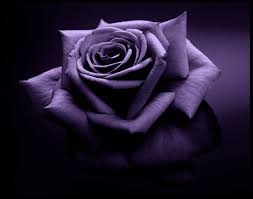 Black And Purple Roses Images Of Black Purple Roses Purple Rose Flower The Variations Available And Their Signifi Purple Roses Wallpaper Purple Roses Beautiful Flowers Wallpapers