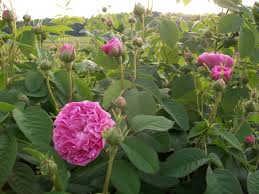Hours may change under current circumstances Gardens And Gardening Among The Pennsylvania Germans Part 2 Pennsylvania Dutch At Home Companion