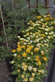 Die Schonsten Blumen Im Gemusebeet In 2020 Pflanzen Winterharte Pflanzen Wachsenden Pflanzen