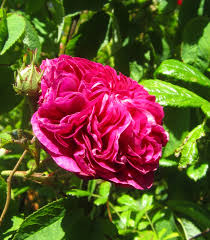 On le rencontre parfois en plei Gallica Rose Charles De Mills Sweetly Scented Rose Outdoor Gardens Flowers