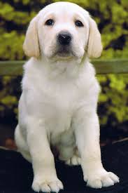 White Lab White Labrador Retriever Iphone Wallpaper Download Iphone Wallpaper White Labrador Labrador Retriever Labrador