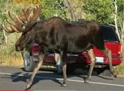 Image result for picture of a moose standing next to an adult human