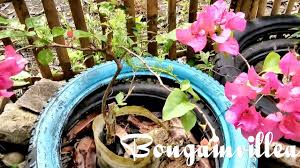 Non flowering plants have survived for so long because they have been able to adapt to all the. Flowering And Non Flowering Plants Complete Youtube