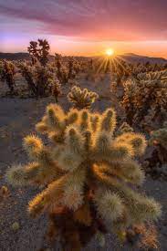 Cholla Needles Glowing In First Light Cholla Cactus Garden Joshua Tree National Park Landscape Photography Trees Joshua Tree National Park Nature Photography