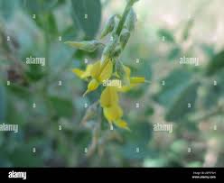 Image result for Crotalaria sphaerocarpa