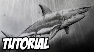Maybe you would like to learn more about one of these? Como Dibujar Un Tiburon Blanco Paso A Paso A Lapiz Dibujo Realista Youtube