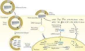 Virus binds sialic acid receptor via ha 2. Influenza Nature Reviews Disease Primers