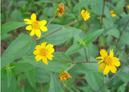 Image result for Aspilia africana