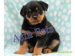Maybe you would like to learn more about one of these? Rottweiler Puppies Price In Patna Rottweiler Puppies For Sale In Patna