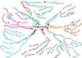 Create your own mind maps and organize your thoughts with canva's impressively easy to use free online mind map maker. Mindmapping Vorklinik Via Medici