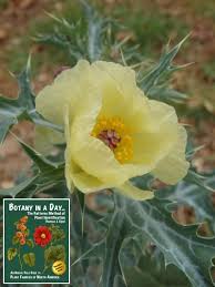 Image result for Papaveraceae