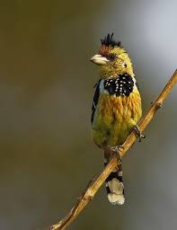 Brown Bird With Red Mohawk Crested Barbet By Marc Mol 500px