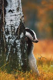 European Badger Natur Jagd Susseste Haustiere Wilde Tiere