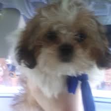 Lancaster Puppies Reviews 41 Reviews Of Lancasterpuppies Com Sitejabber