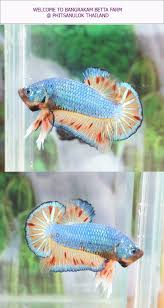 Fwbettashmp1459955884 Orchia B4 Male Size M Betta Fish Tank Betta Betta Fish